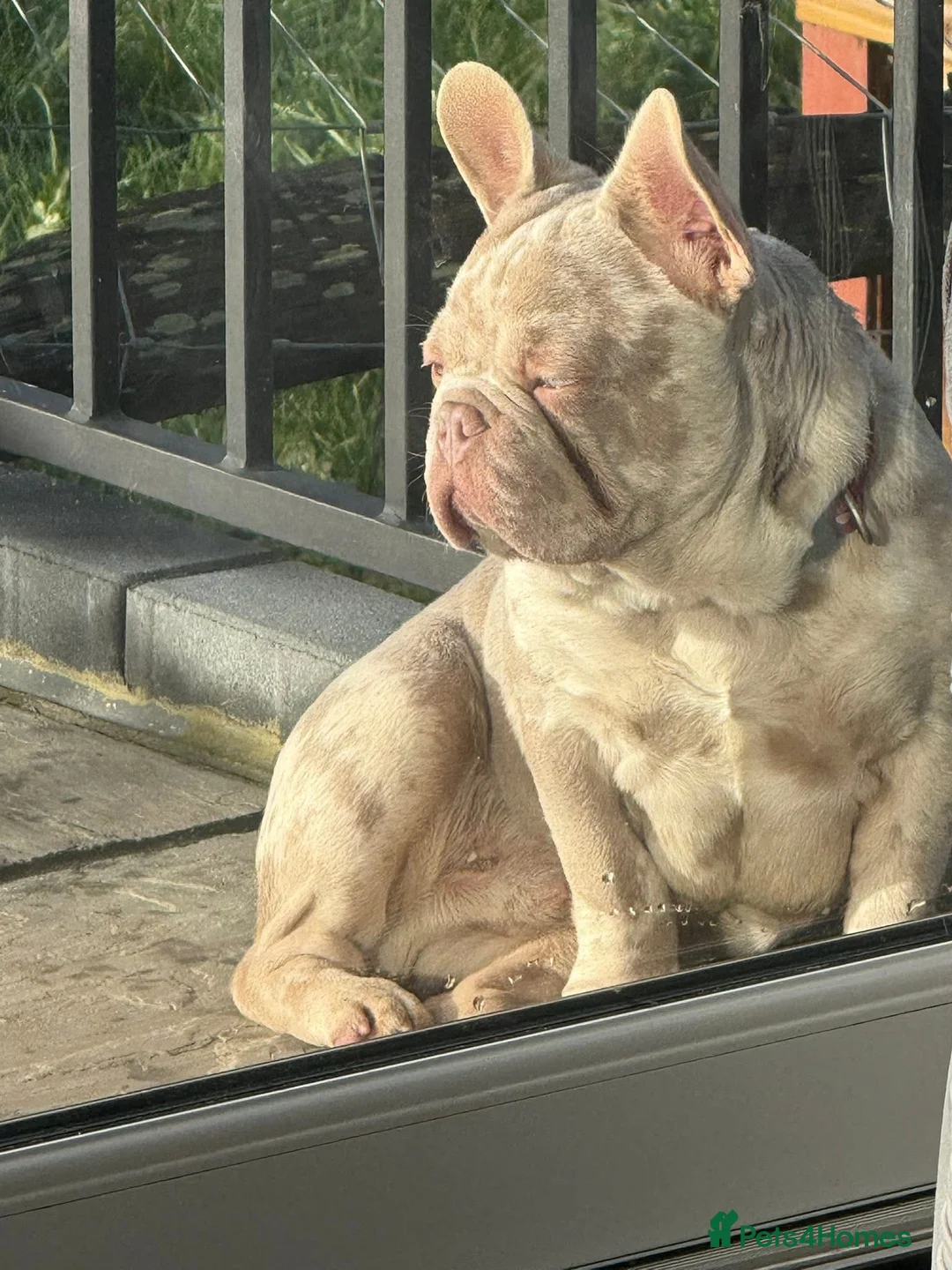 French Bulldog dogs for sale: Carlos in Battle - Advert 2