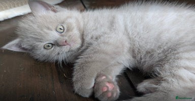 British Shorthair cats - Advert 14
