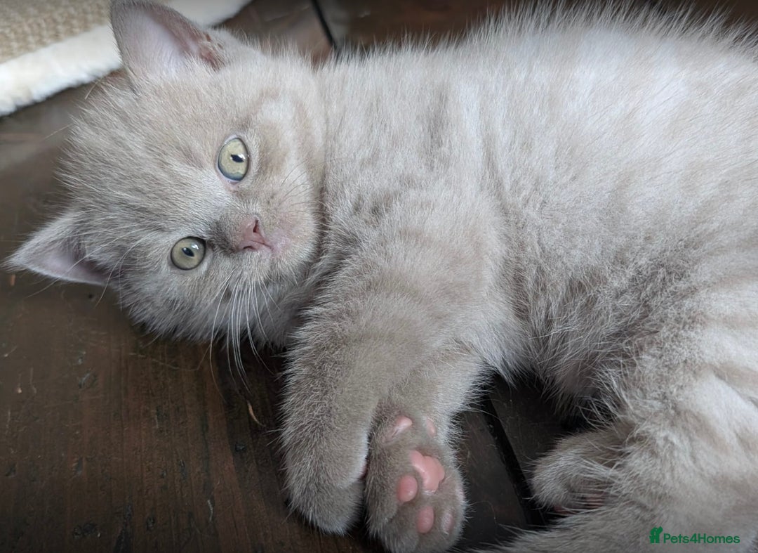 British Shorthair cats for sale: 3 beautiful pedigree British shorthair boys.  - Image 2