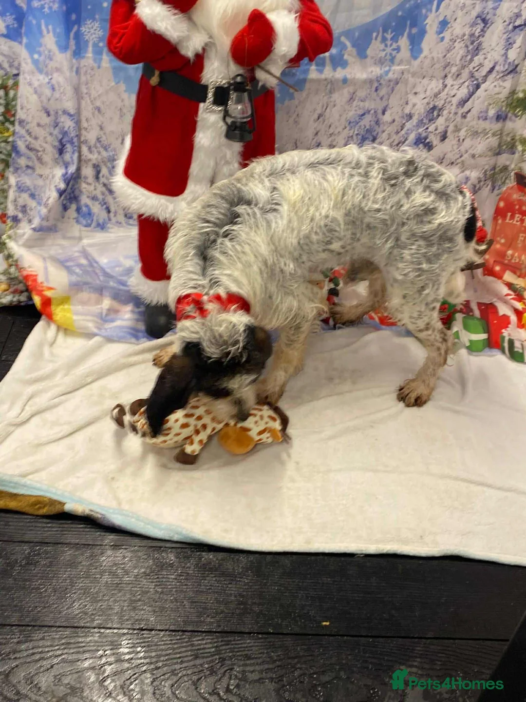 Mixed Breed dogs for adoption: Chispa - cheeky Griffon X for adoption - Advert 5