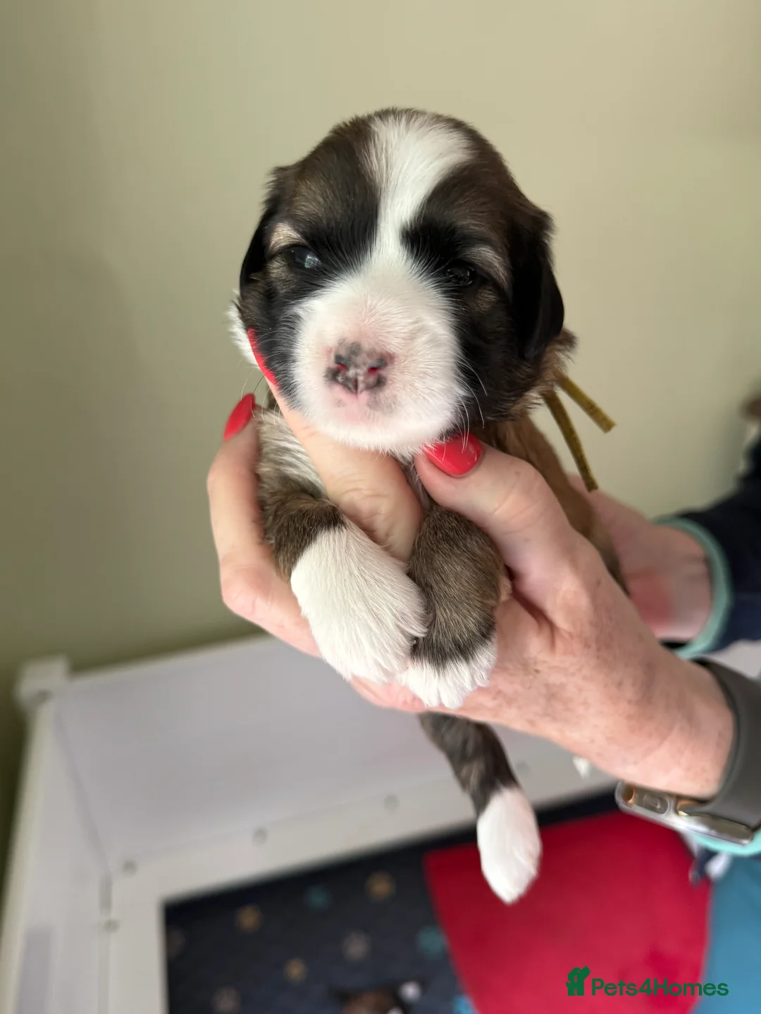 Tibetan Terrier dogs for stud: Tibetan Terrier for Stud Duties - Advert 16