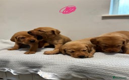 Labrador Retriever dogs for sale: Beautiful fox red puppies  - Image 11