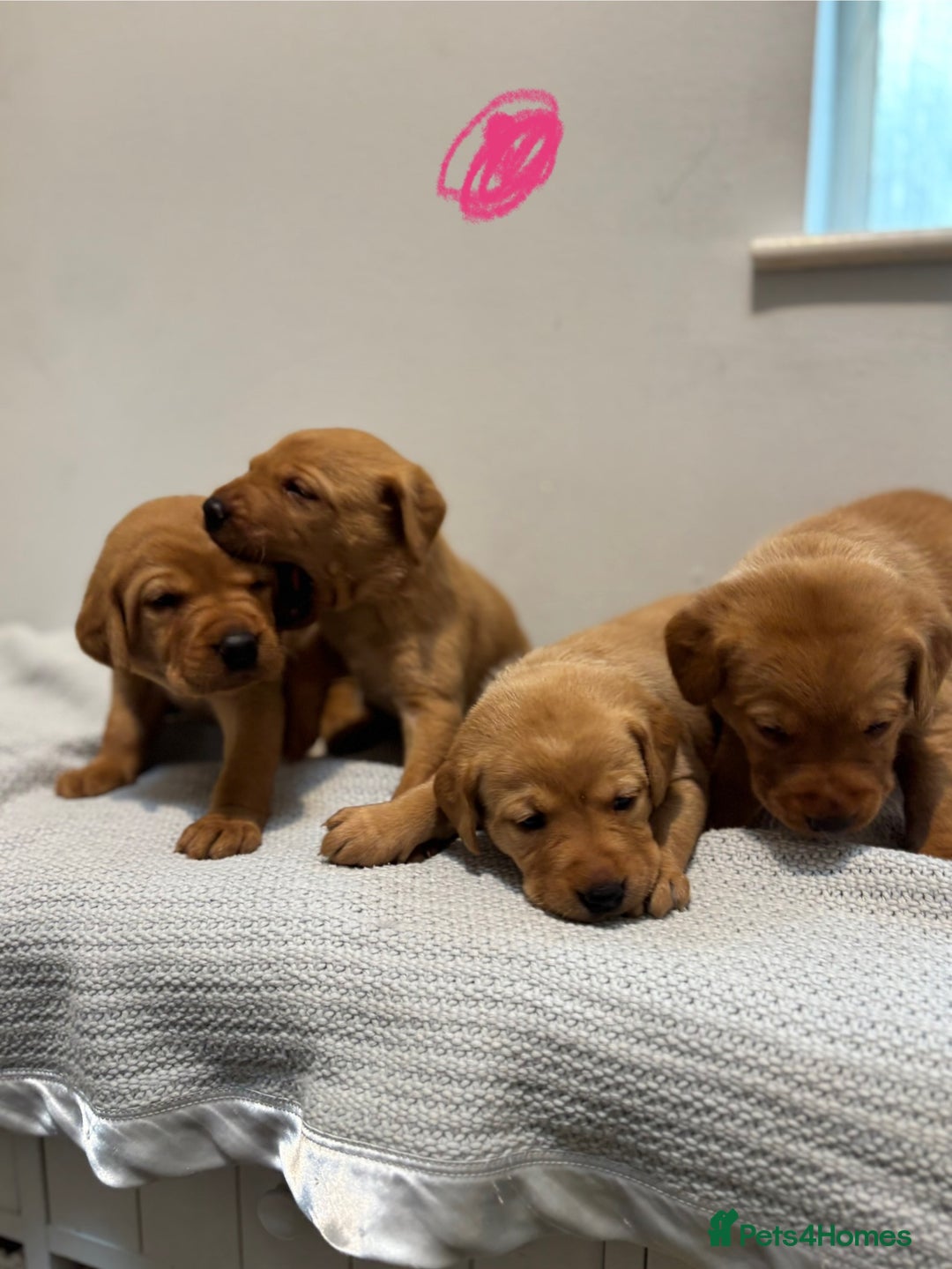 Labrador Retriever dogs for sale: Beautiful fox red puppies  - Image 11