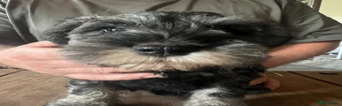 Miniature Schnauzer 3