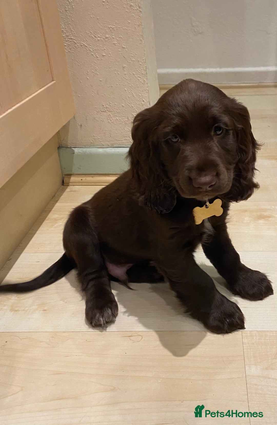 Cocker Spaniel dogs for stud: Cocker Spaniel for Stud - Advert 8