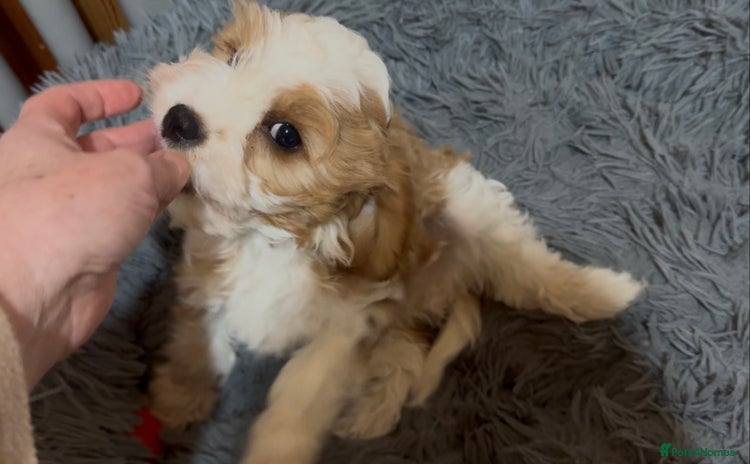 Cavapoo dogs - Advert 16