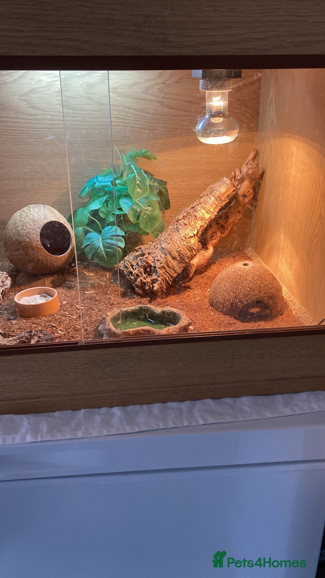 Leopard Gecko reptiles for sale: One leopard gecko for sale with enclosure - Image 2