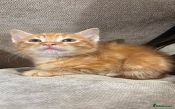 Mixed Breed cats for sale: Bengal cross male kittens  - Image 4