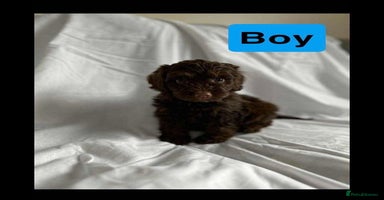 Cockapoo dogs - Advert 15