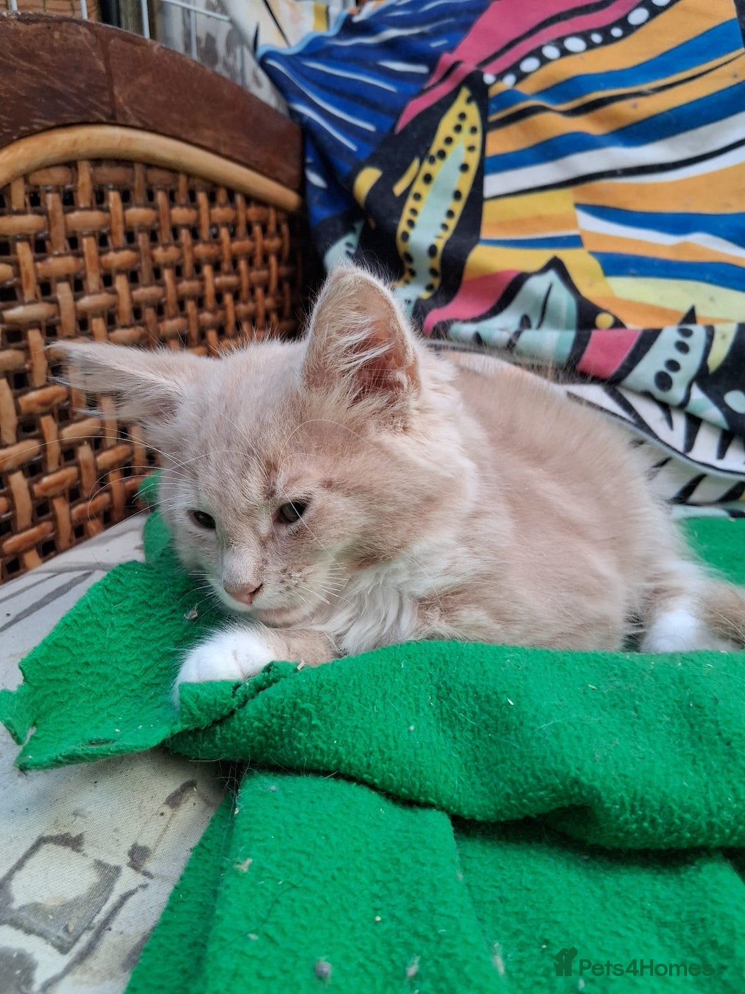 Maine Coon cats for sale: Maine coon  - Image 9