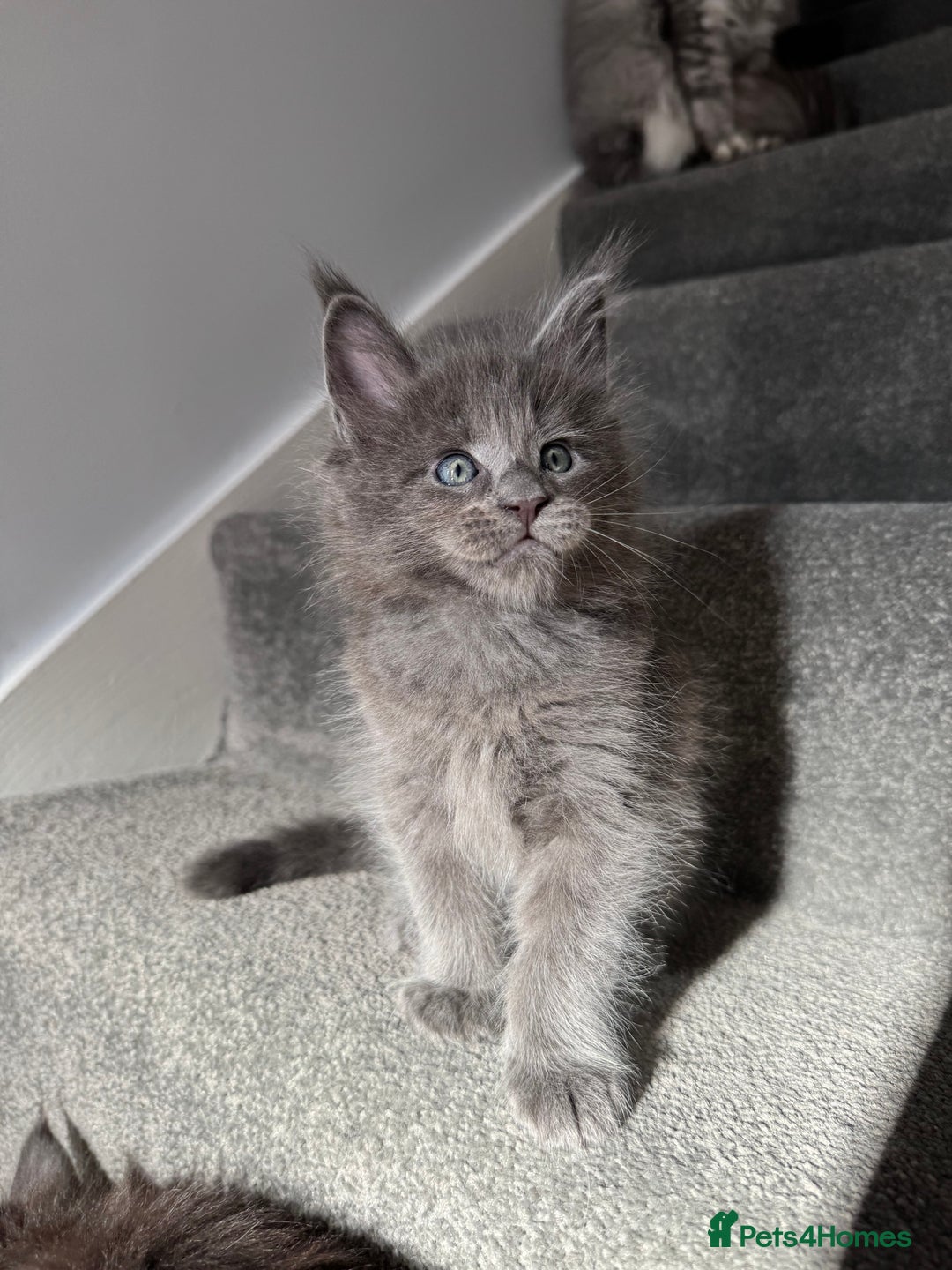 Maine Coon cats for sale: Pedigree Maine Coon Kittens – Blues & Smokes - Advert 7