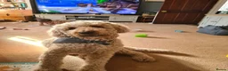 Goldendoodle dogs for sale: Waffles the Golden Doodle - Advert 3