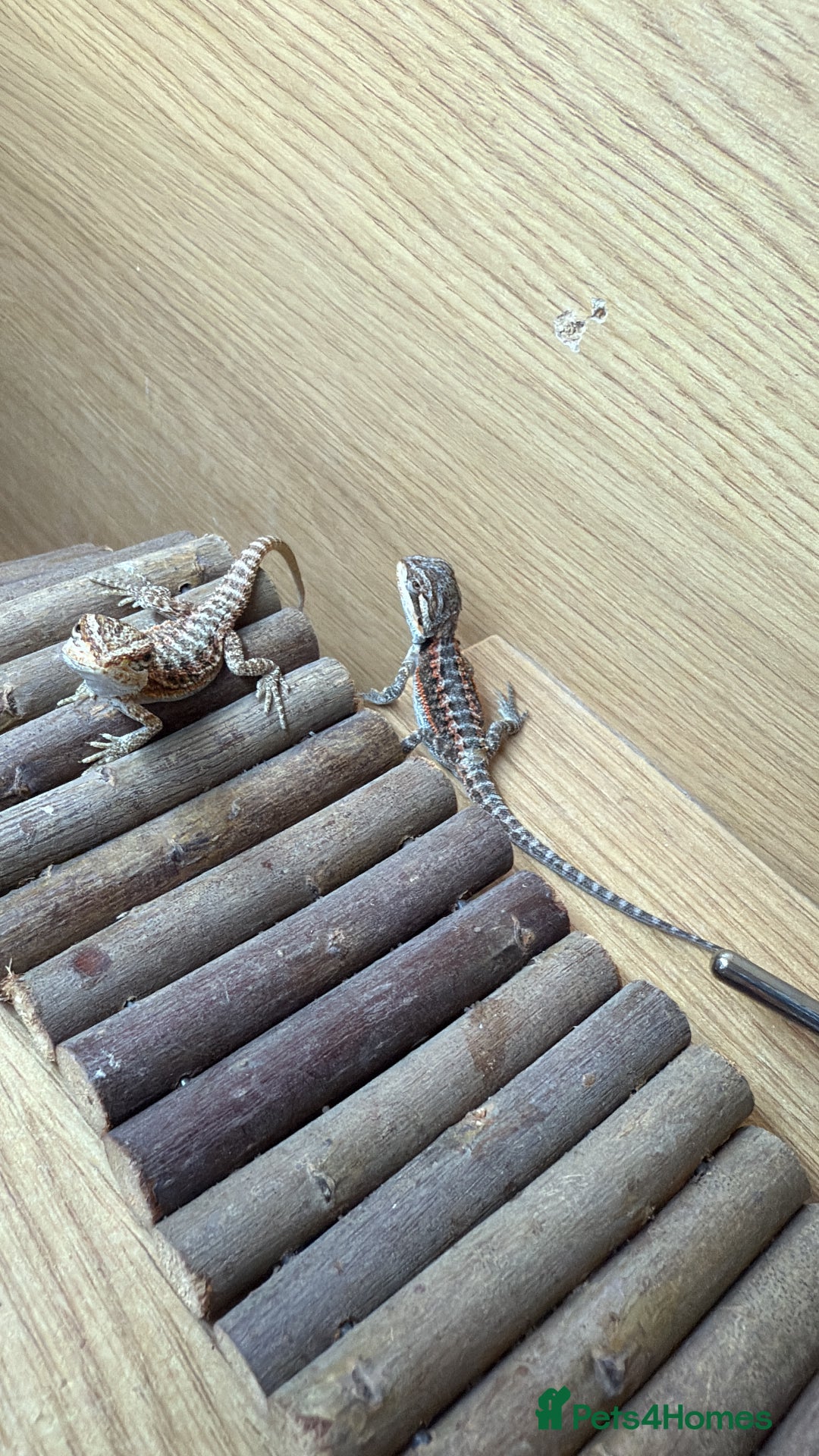 Bearded Dragon reptiles for sale: Bearded Dragon Babies - Image 3