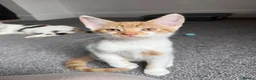 Mixed Breed cats for sale: 4 kittens for sale  - Advert 7