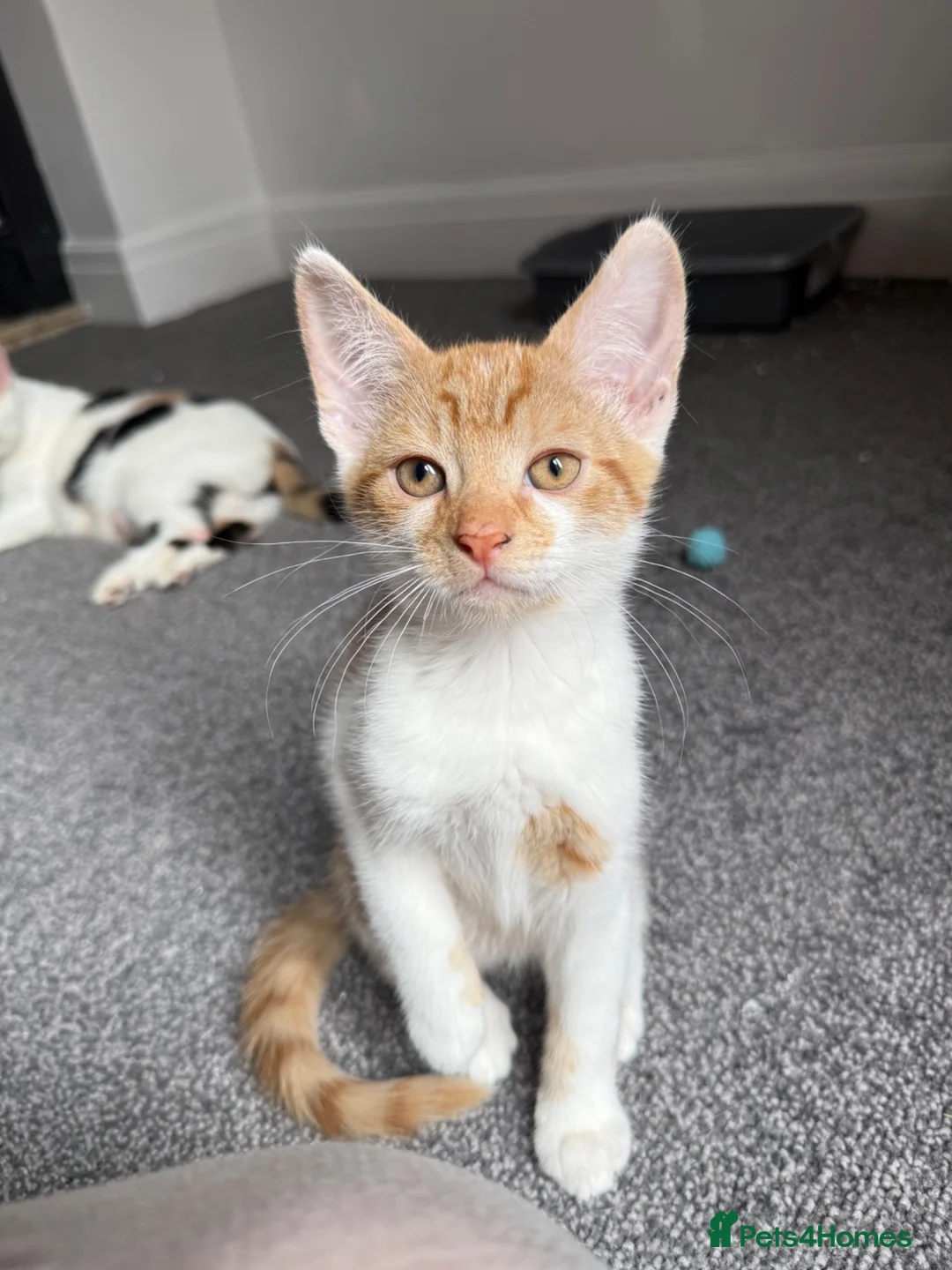 Mixed Breed cats for sale: 4 kittens for sale  - Advert 7
