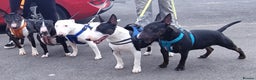 Bull Terrier dogs for stud: 3Miniature bull terriers stud Douglas Nigel Duggie in Bolton - Advert 8