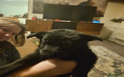 German Shepherd dogs for sale: German Shepards mainly black  - Image 3