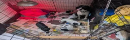 English Springer Spaniel dogs for sale: 6 gorgeous spaniel puppies for sale  - Advert 1