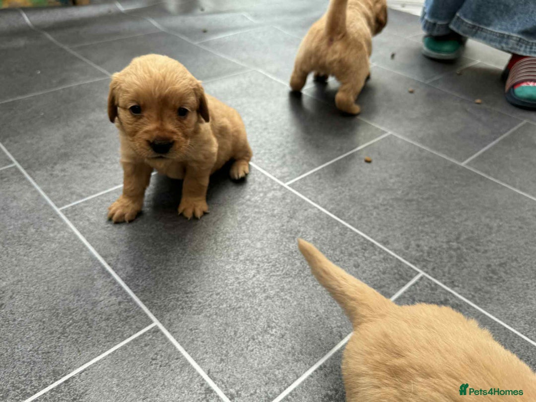 Golden Retriever dogs for sale: Adorable Golden Retriever Puppies for sale - Advert 7