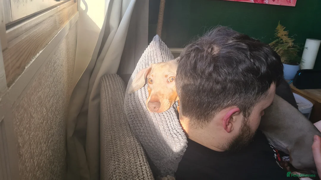 Miniature Dachshund dogs for stud: Stud dog available for studding - Advert 6