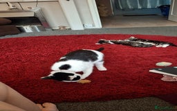 Mixed Breed cats for sale: 1 x male kitten - Image 3