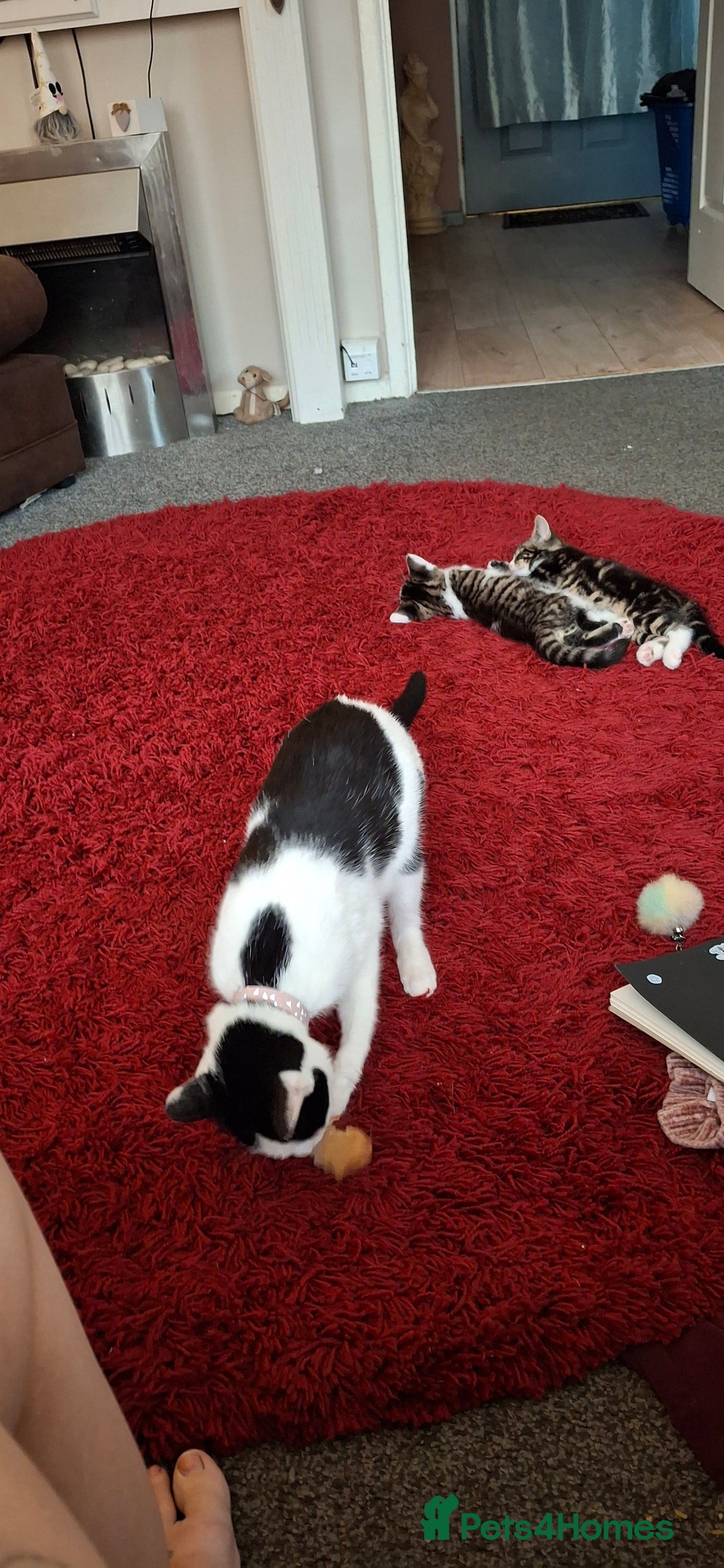 Mixed Breed cats for sale: 1 x male kitten - Image 3