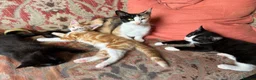 Mixed Breed cats for sale: Four varied mixed breed kittens - Advert 19