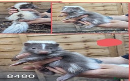 Mixed Breed rodents for sale: Beautiful Skunks for sale  - Image 9