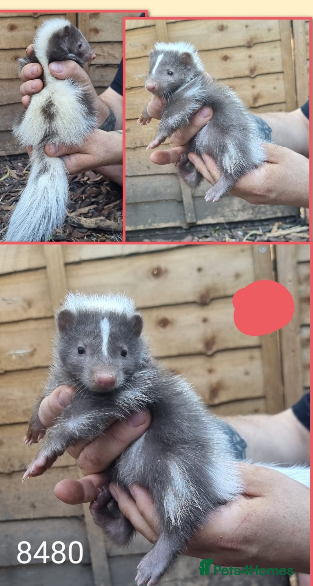 Mixed Breed rodents for sale: Beautiful Skunks for sale  - Image 9