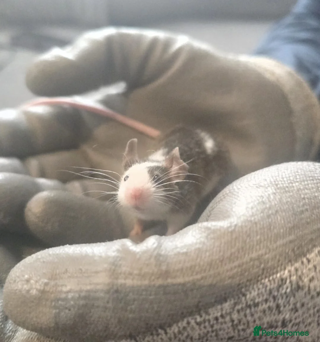 Mouse rodents for sale: 2 female fuzzy Fancy mice - Advert 2