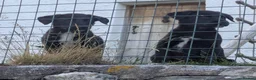 Borador dogs for sale: Boradors pups *READY NOW* - Advert 12
