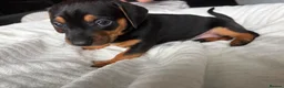 Mixed Breed dogs for sale: Miniature Dachshund cross puppies  - Advert 11