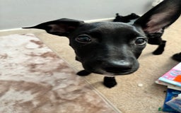 Mixed Breed dogs for sale: 3 puppies for sale - Image 4