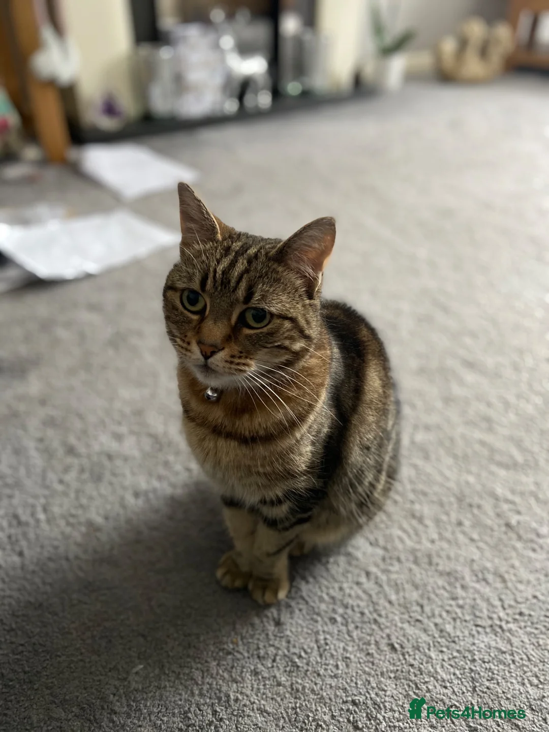 Mixed Breed cats for sale: Cat looking for new home - Advert 3