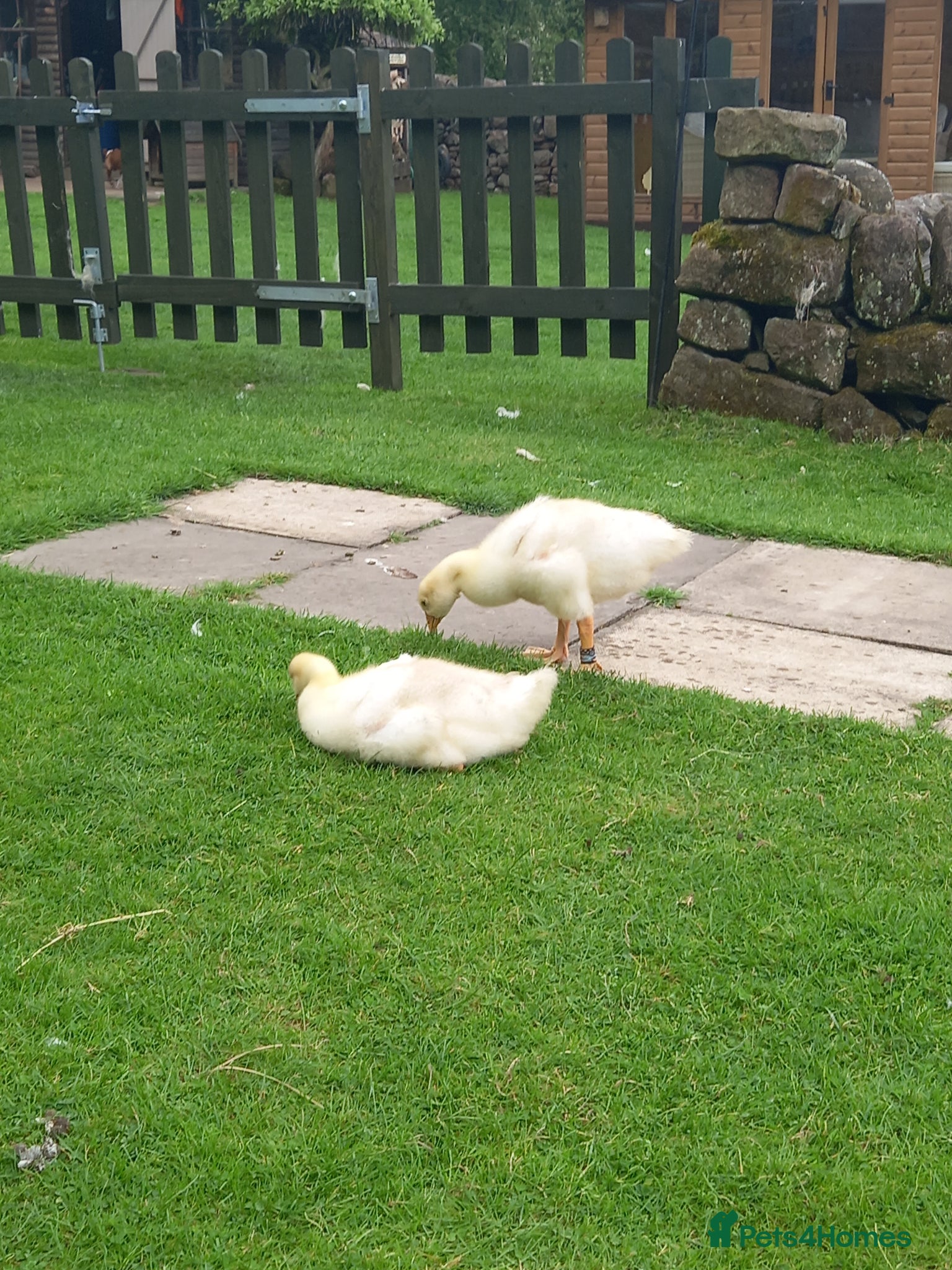 Geese poultry Sebastapol Hatchlings For Sale - Advert 2