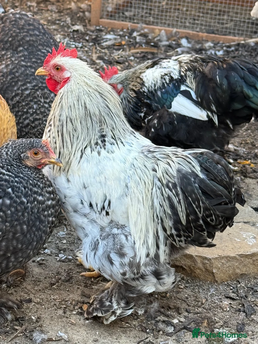 Chickens poultry for sale: Orpington and speckled Sussex  - Advert 8