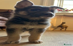 German Shepherd dogs for sale: German Shepherds by Shawhhead Shepherds  - Image 32