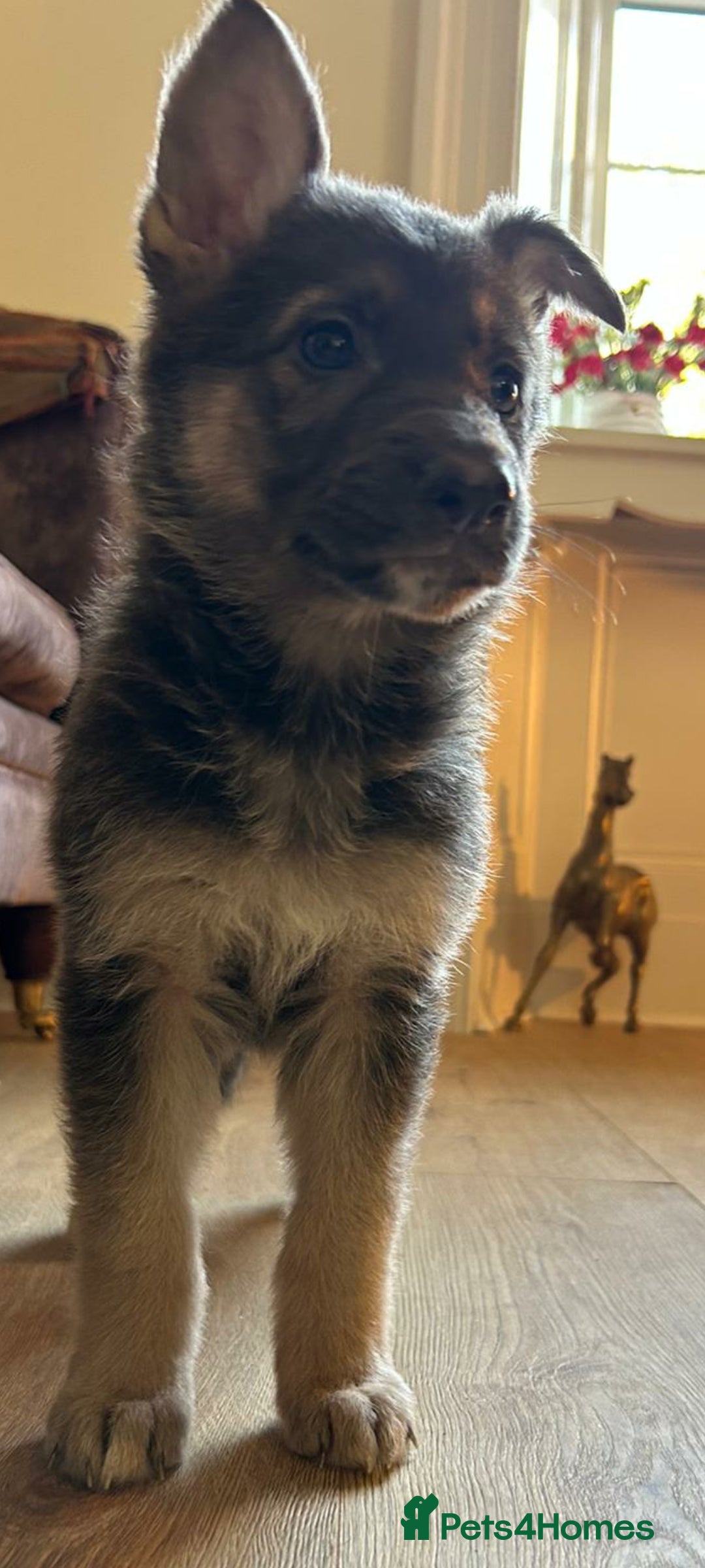 German Shepherd dogs for sale: German Shepherds by Shawhhead Shepherds  - Image 32
