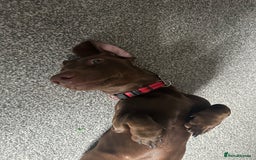 Dachshund dogs for sale: Scout (dachshund puppy)  - Image 6