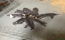 Whippet dogs for sale: Beautiful Whippets - Image 5