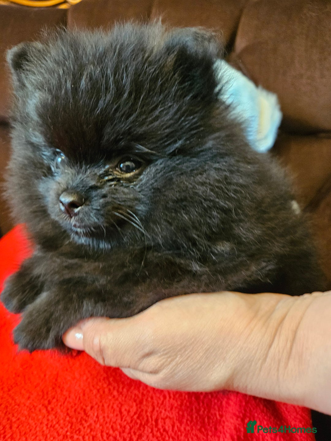 Pomeranian dogs for sale: 3 beautiful black pomeranian boys for sale  - Image 4
