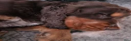 Cockapoo dogs for sale: Stunning extensively health tested cockapoos  - Advert 3