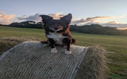 Border Collie dogs for sale: Border collie puppies, merl/black white - Image 2
