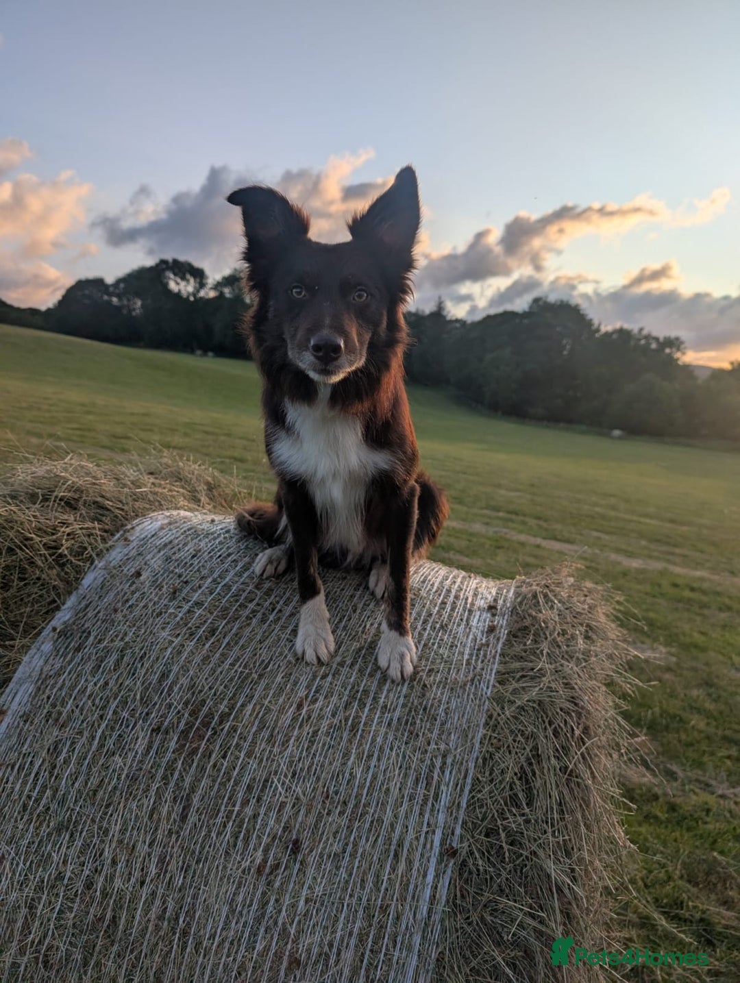 Border Collie dogs for sale: Border collie puppies, merl/black white - Image 2