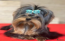 Yorkshire Terrier dogs for sale: Mini Yorkshire terrier - Image 6