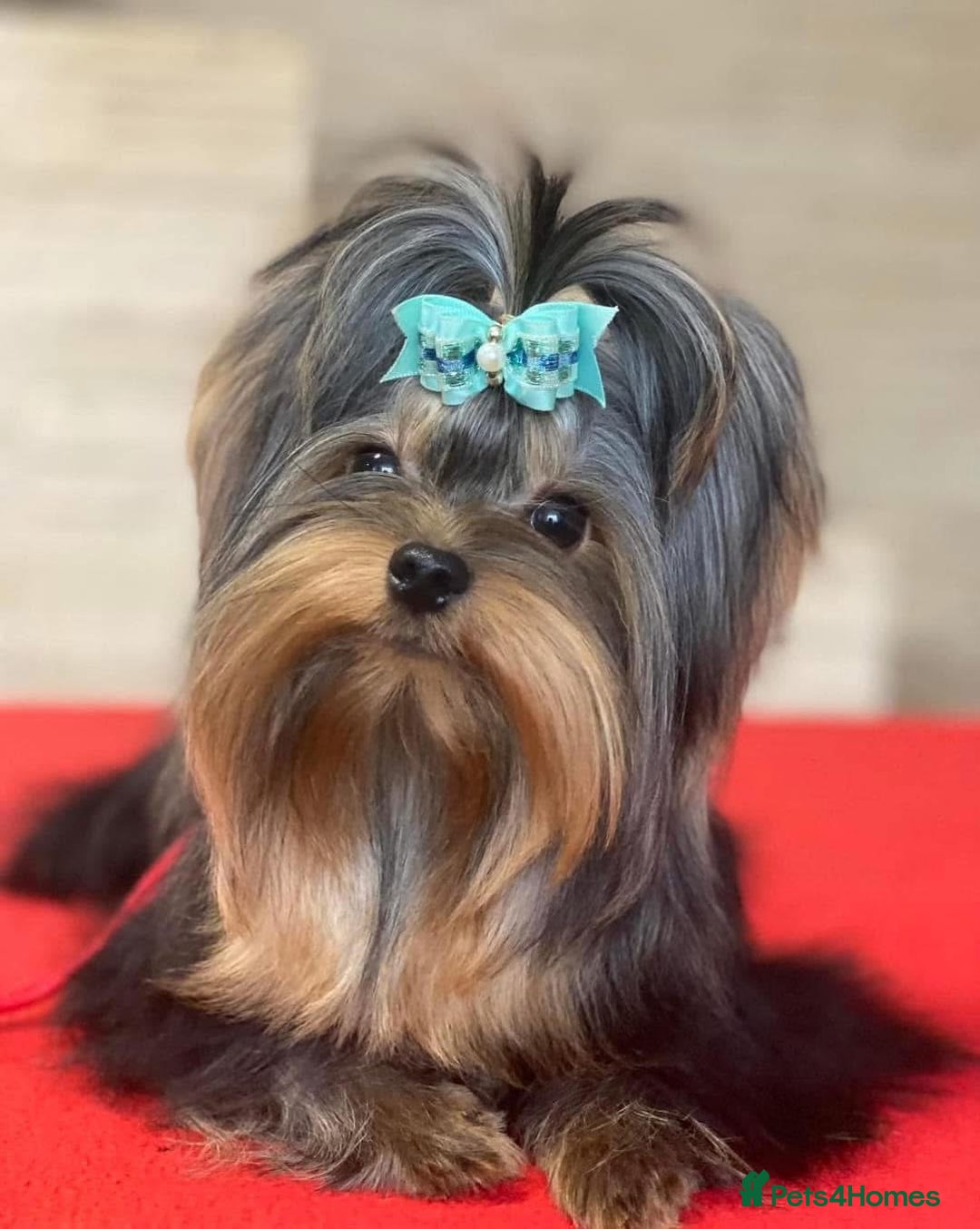 Yorkshire Terrier dogs for sale: Mini Yorkshire terrier - Image 6