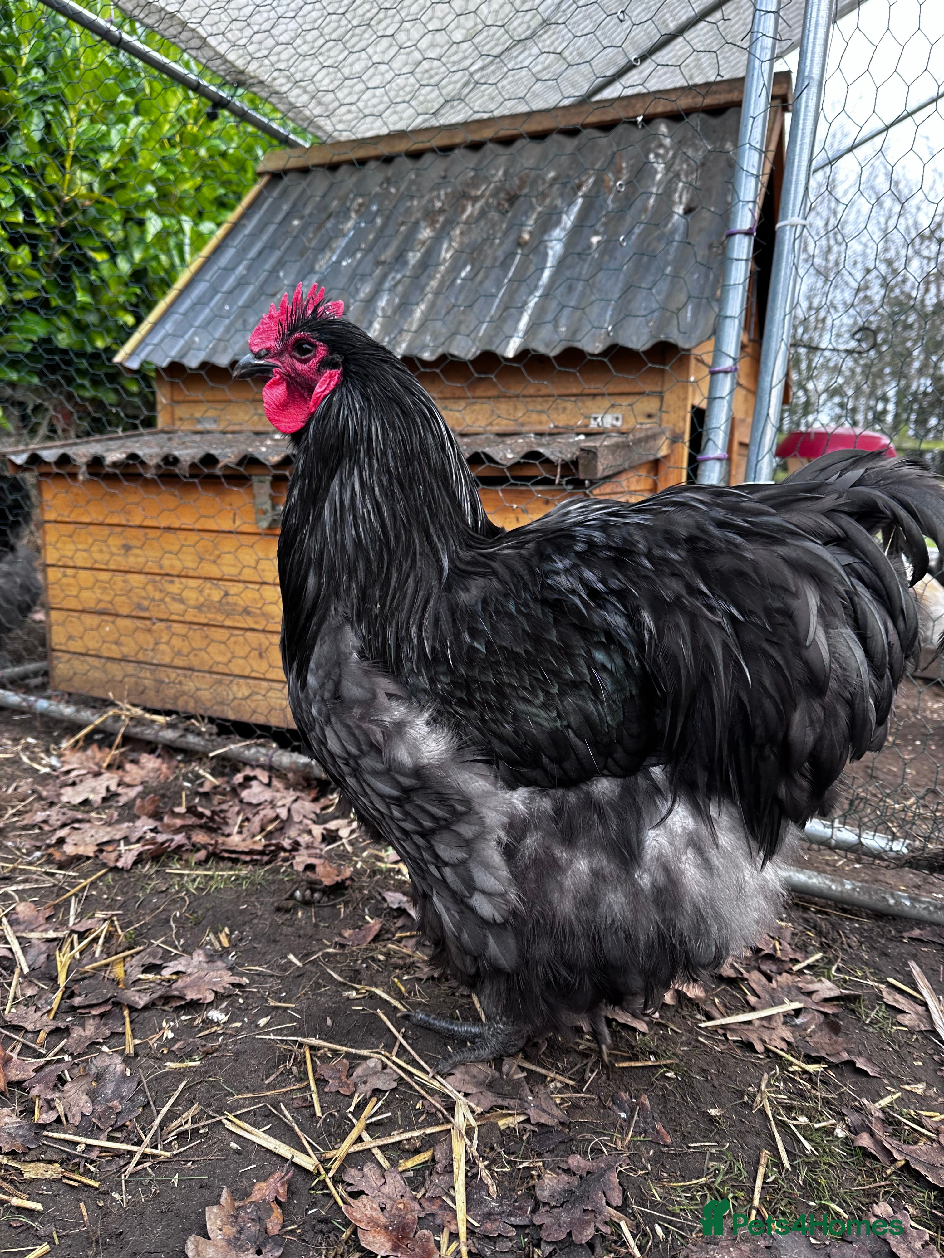 Chickens poultry Buff Orpington and Rhode Island Red Rooster - Advert 1