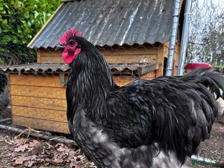 Chickens poultry Buff Orpington and Rhode Island Red Rooster - Advert 1