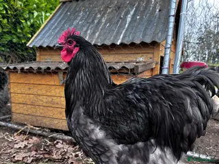 Chickens poultry Buff Orpington and Rhode Island Red Rooster - Advert 4