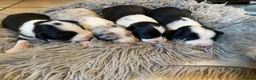 Sprollie dogs for sale: ⚡️Stunning Sprollie Puppies⚡️ - Advert 6